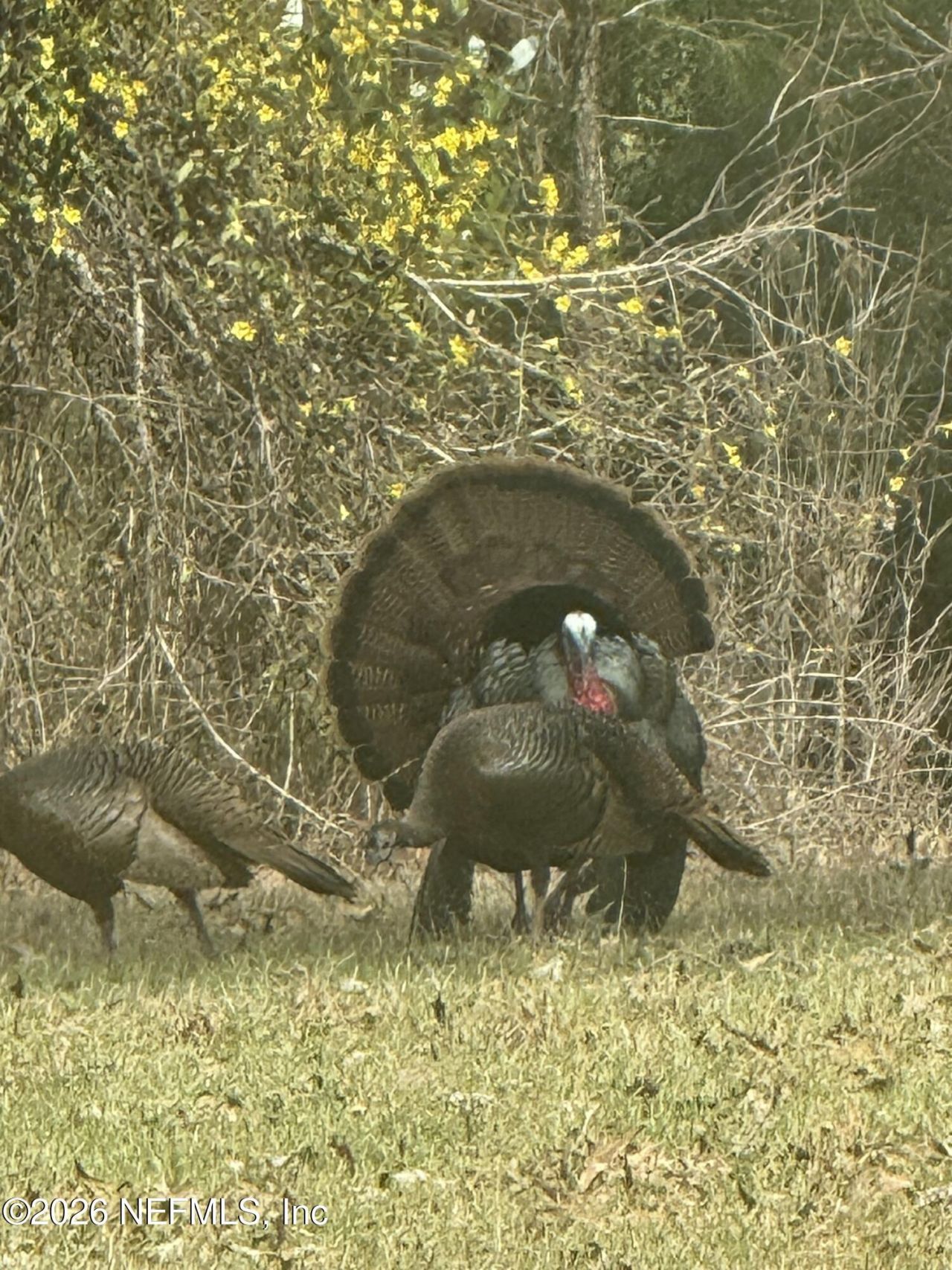 29065 Yellow Oak Court, Hilliard, FL 32046 Photo