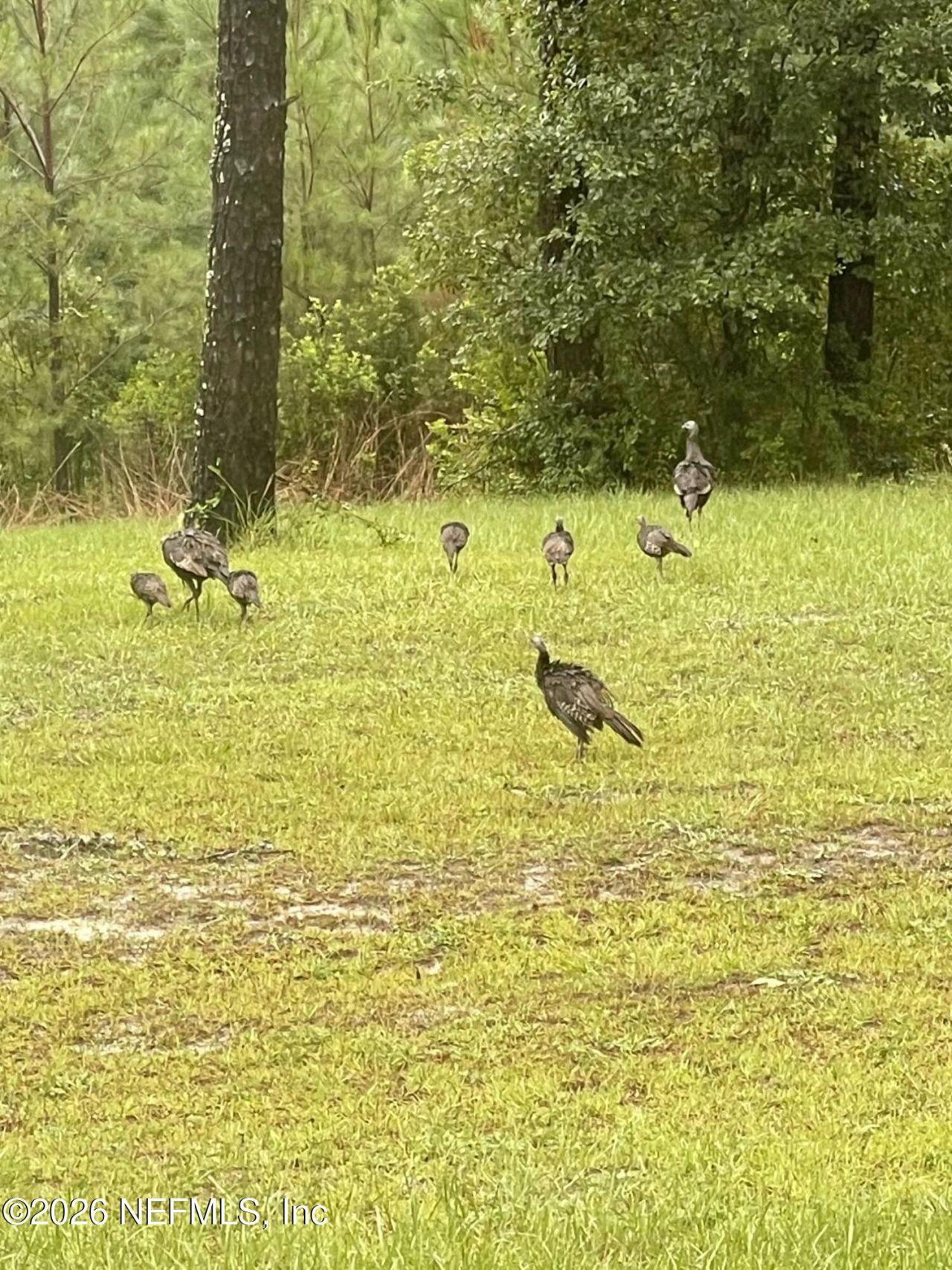 29065 Yellow Oak Court, Hilliard, FL 32046 Photo