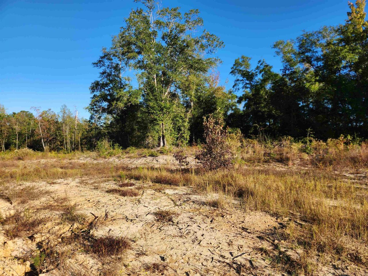 Xxx NE Sr 20, Hosford, FL 32334 Photo