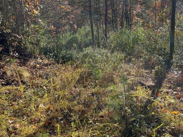 Tbd Big Ridge Road, Haysi, VA 24256