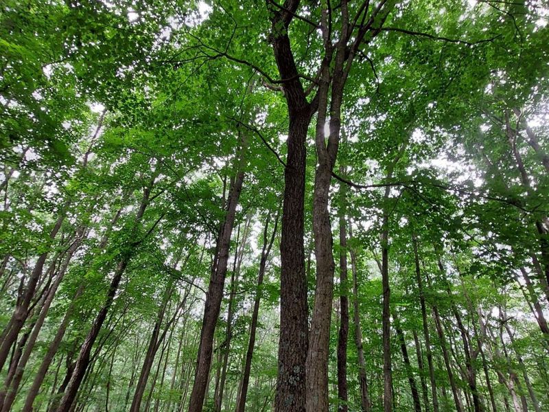 24796 E Fork Road, Laurelville, OH 43135 Photo 31