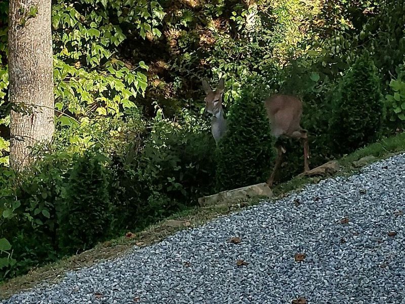 24796 E Fork Road, Laurelville, OH 43135 Photo 44