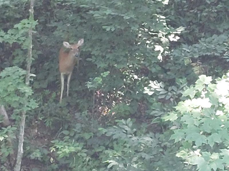 24796 E Fork Road, Laurelville, OH 43135 Photo 45