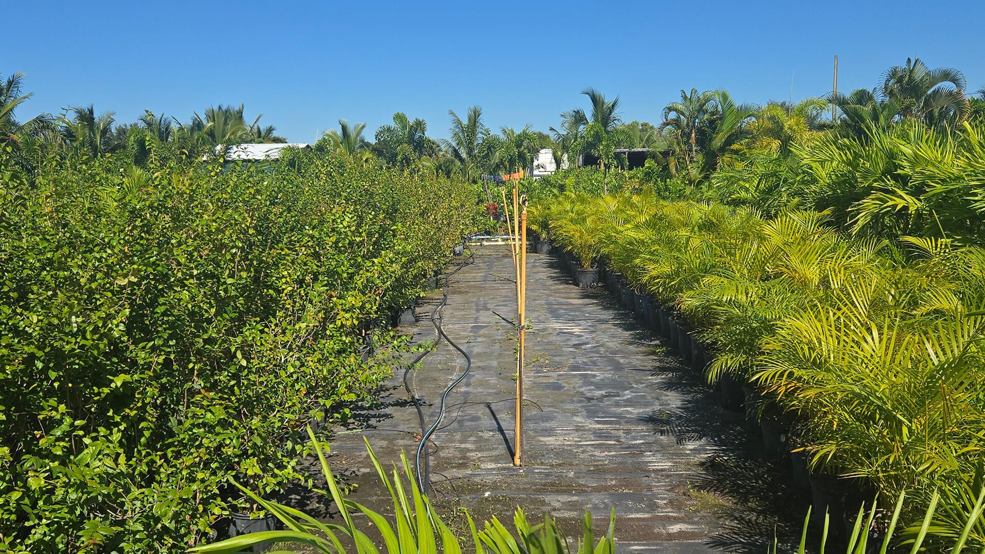 6747 W Carol Street E, Loxahatchee, FL 33470 Photo