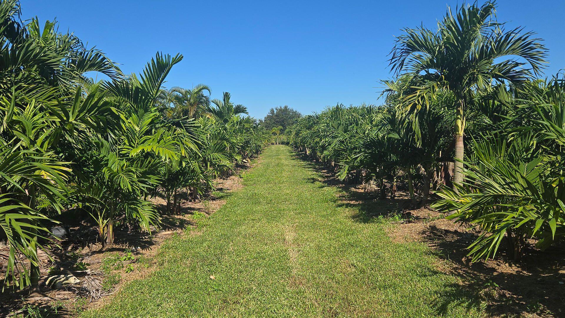 6747 W Carol Street E, Loxahatchee, FL 33470 Photo