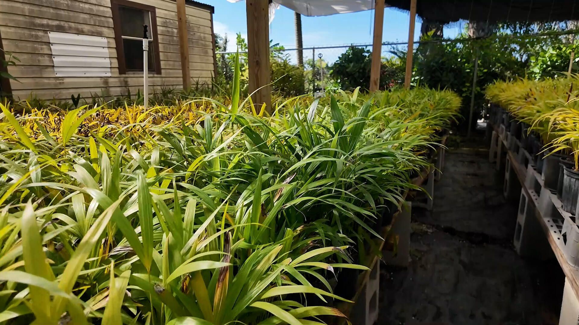 6747 W Carol Street E, Loxahatchee, FL 33470 Photo