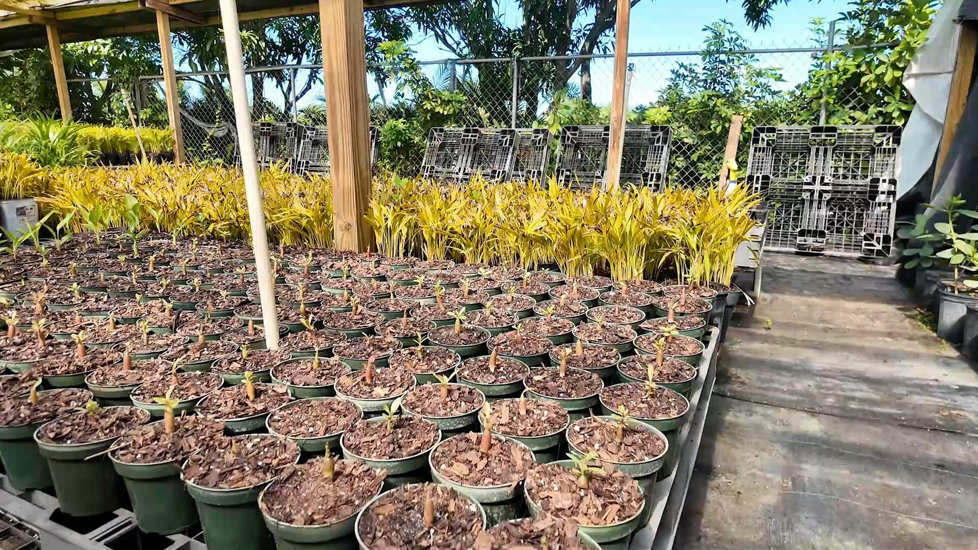 6747 W Carol Street E, Loxahatchee, FL 33470 Photo