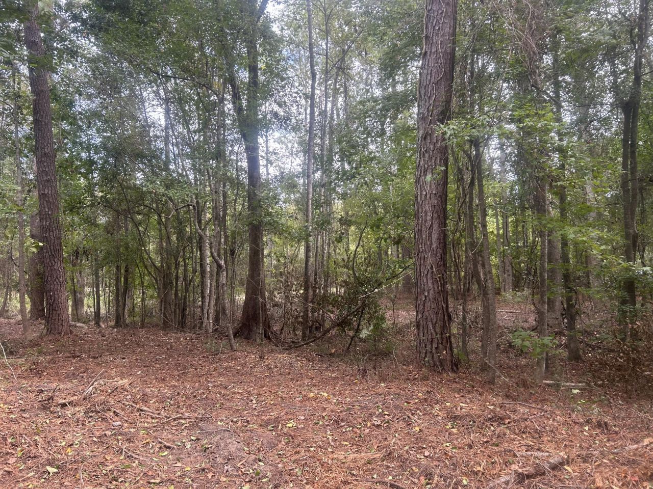 0 Jasper Lane Photo 10