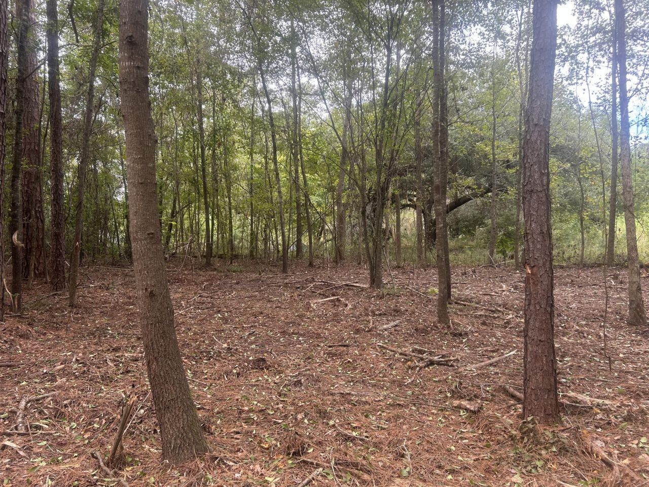 0 Jasper Lane Photo 7