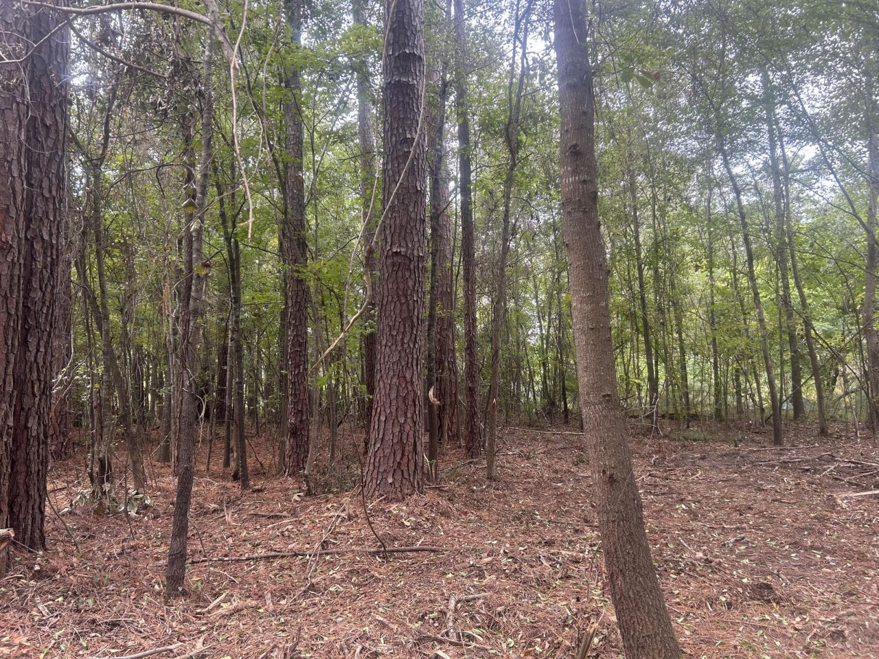 0 Jasper Lane Photo 8