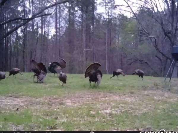 0 Green Door Road, Eupora, MS 39744