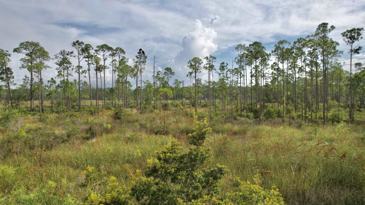 Xx Mill Road, Carrabelle, FL 32322 Photo