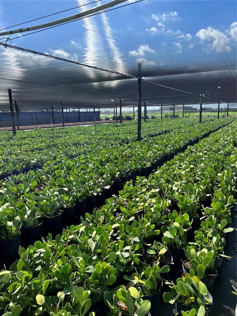 Krome, Homestead, FL 33034 Photo