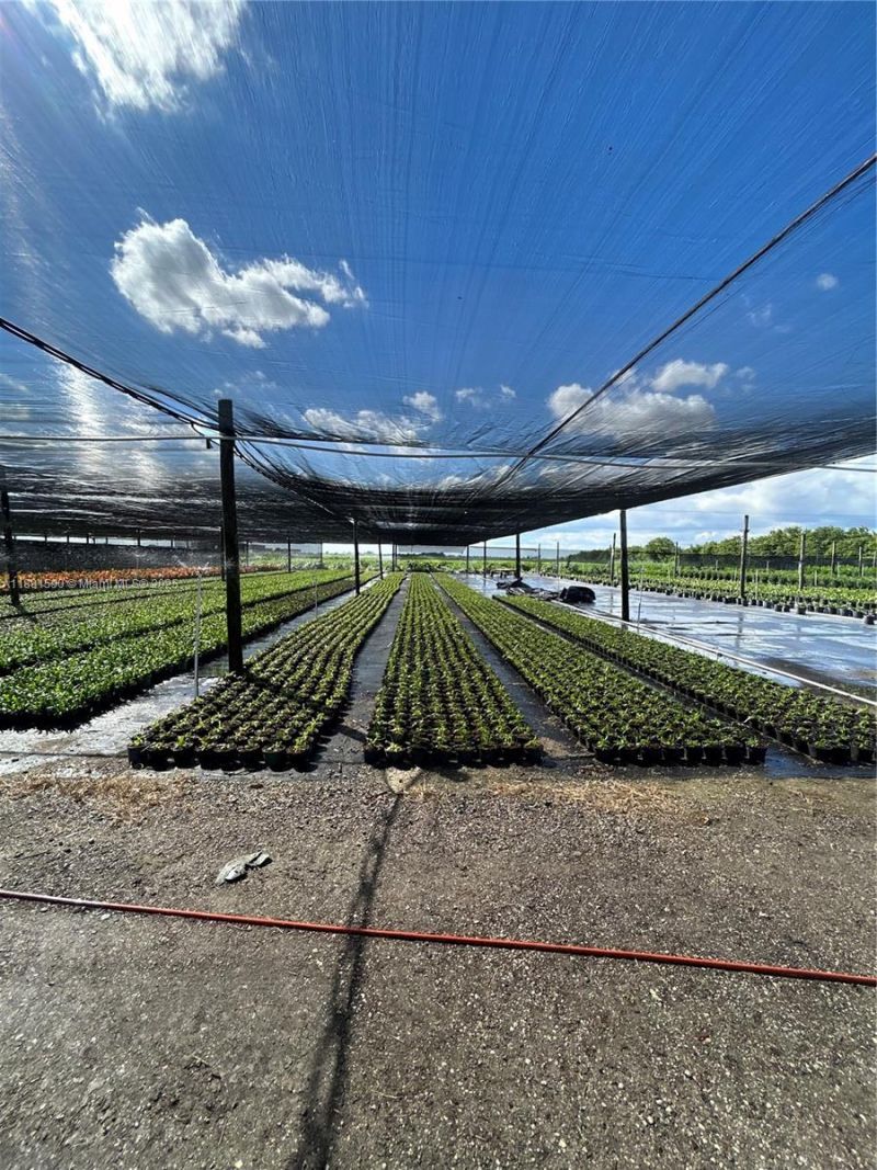 Krome, Homestead, FL 33034 Photo