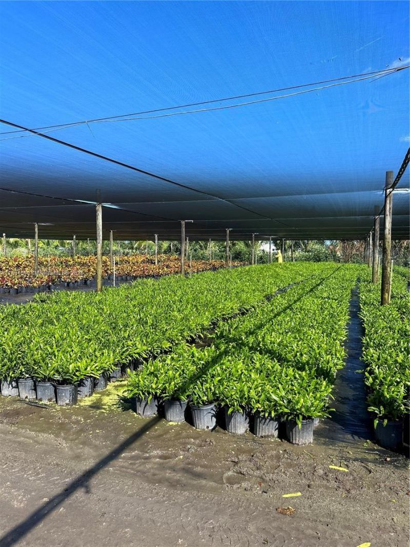 Krome, Homestead, FL 33034 Photo