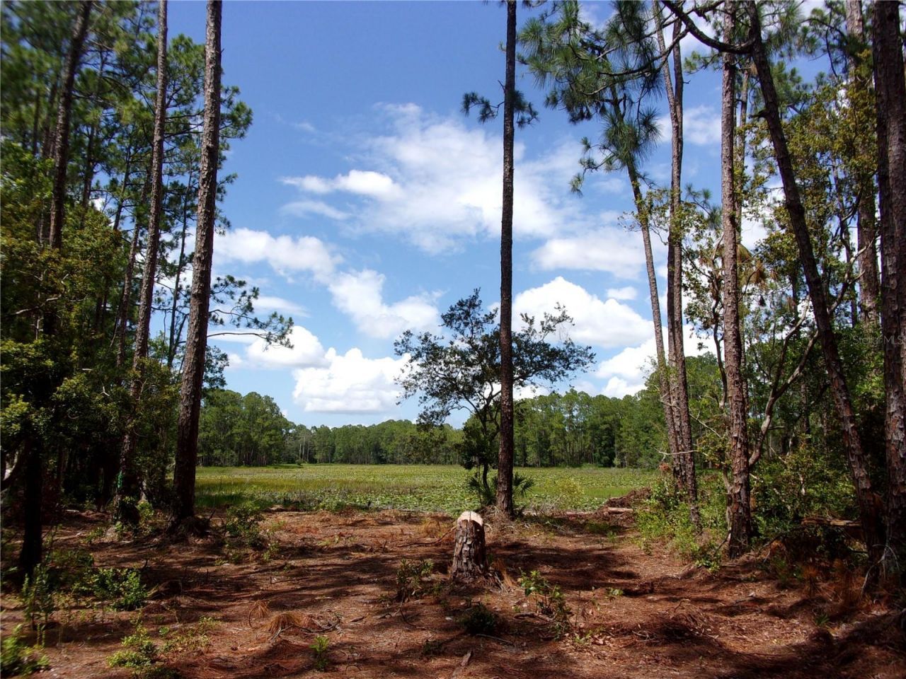 Deep Woods Road, Paisley, FL 32767 Photo
