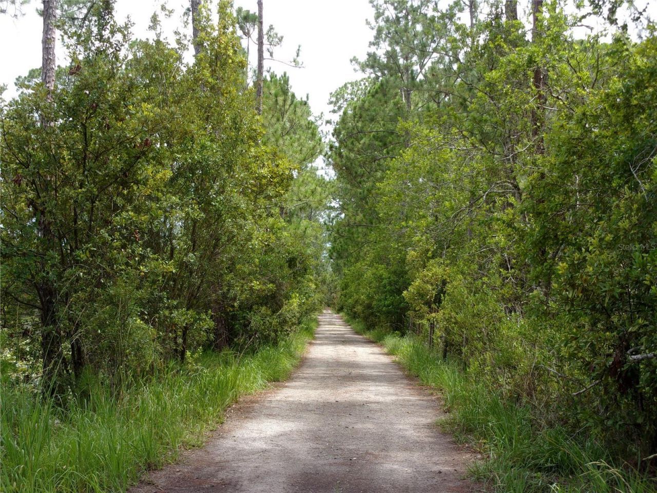 Deep Woods Road, Paisley, FL 32767 Photo
