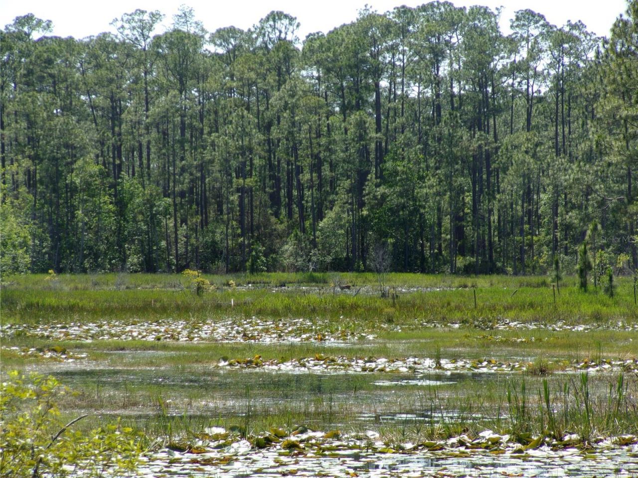 Deep Woods Road, Paisley, FL 32767 Photo