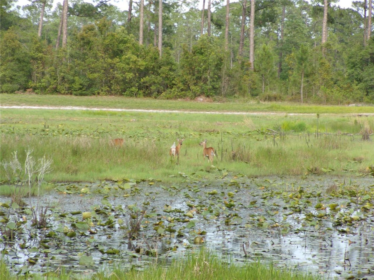 Deep Woods Road, Paisley, FL 32767 Photo