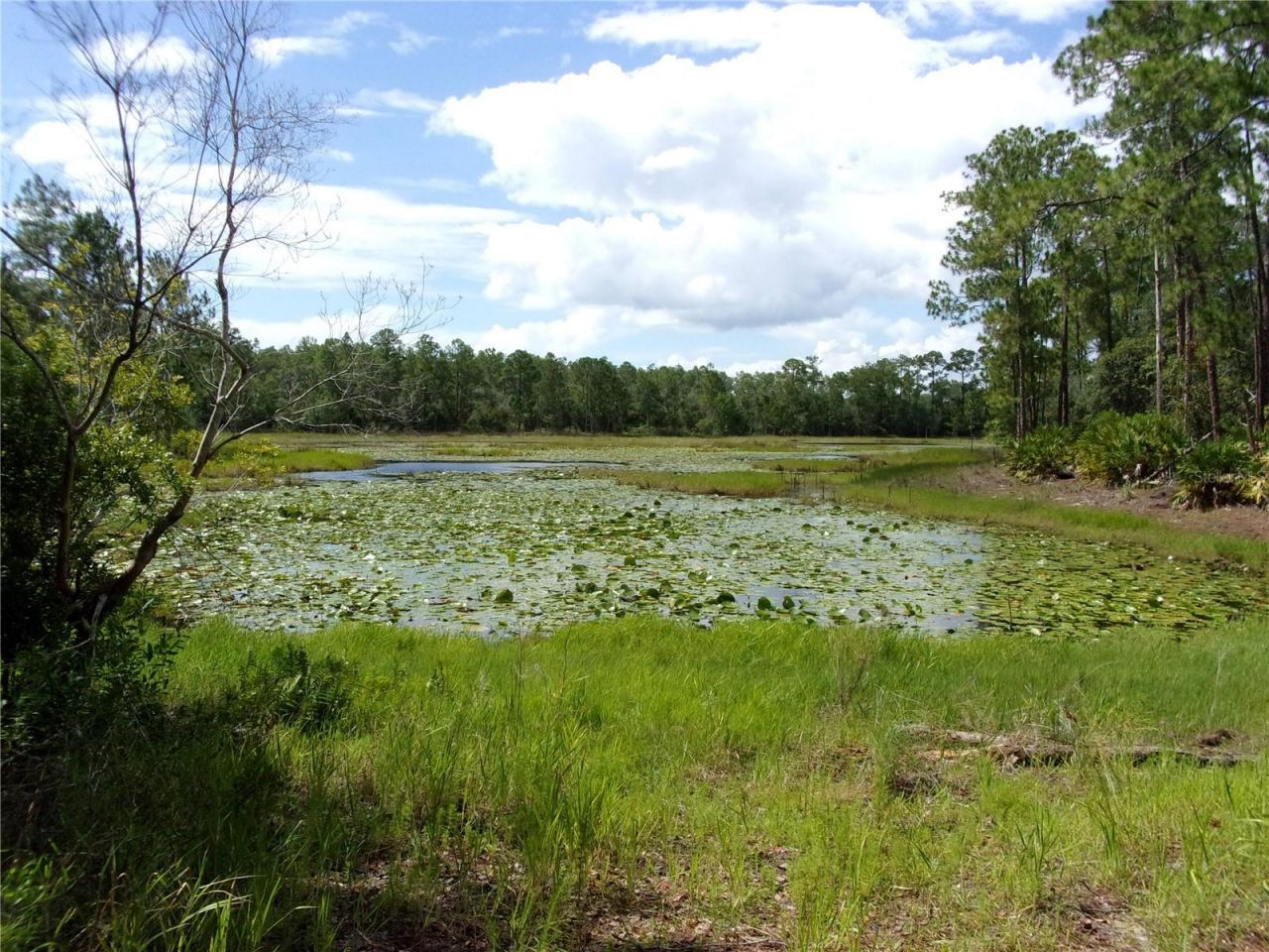 Deep Woods Road, Paisley, FL 32767 Photo