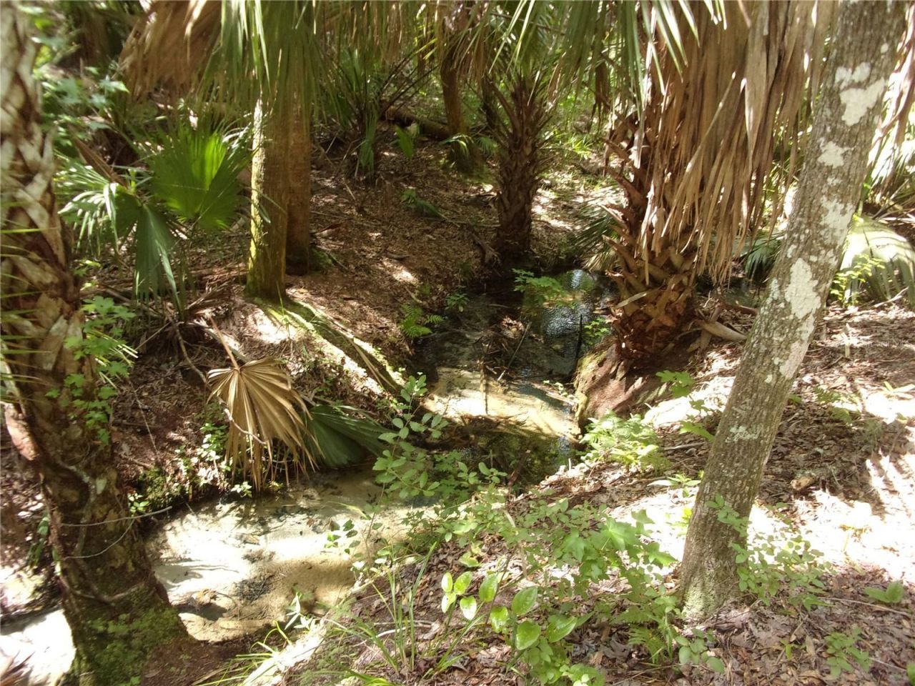 Deep Woods Road, Paisley, FL 32767 Photo