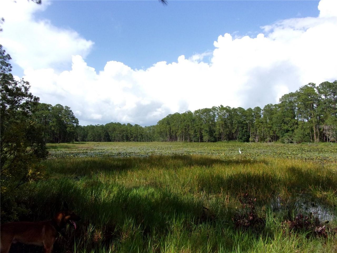 Deep Woods Road, Paisley, FL 32767 Photo
