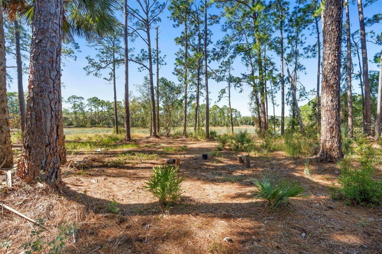 Deep Woods Road, Paisley, FL 32767 Photo