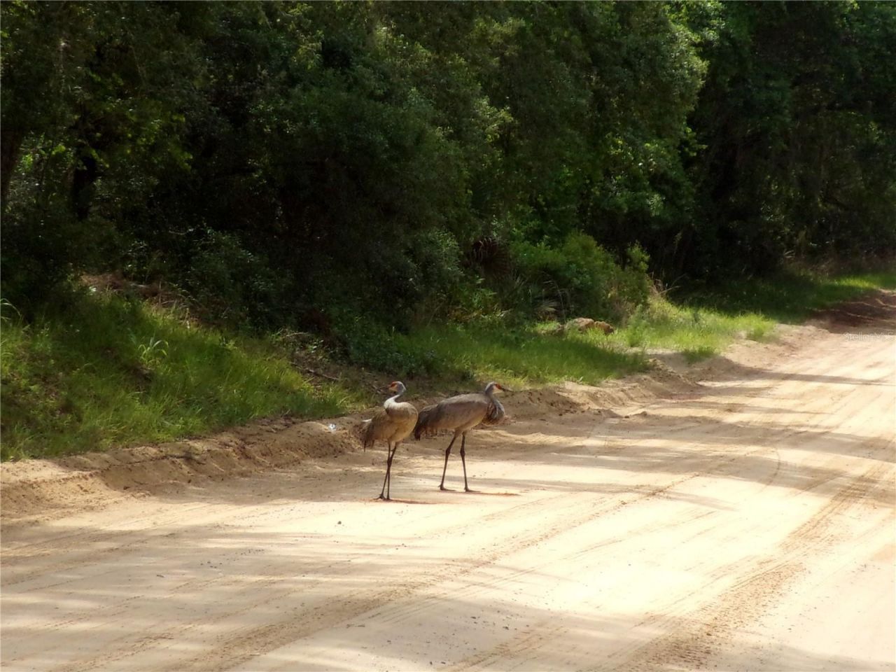 Deep Woods Road, Paisley, FL 32767 Photo