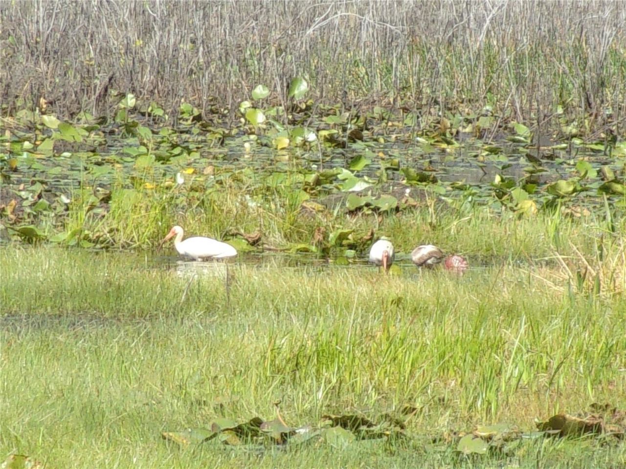 Deep Woods Road, Paisley, FL 32767 Photo