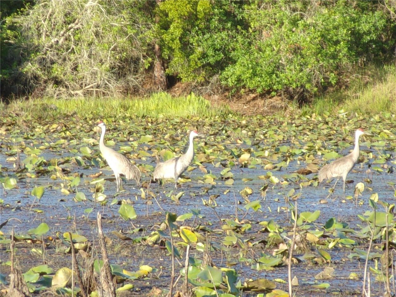 Deep Woods Road, Paisley, FL 32767 Photo