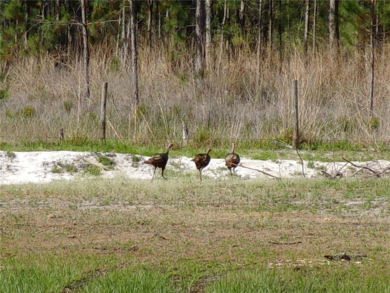 Deep Woods Road, Paisley, FL 32767 Photo