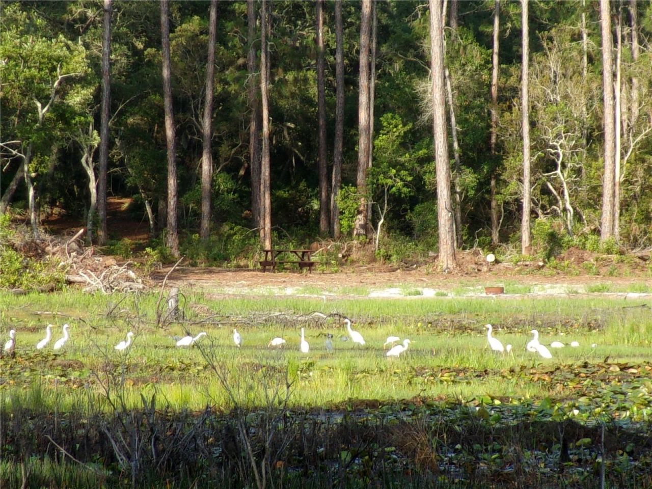 Deep Woods Road, Paisley, FL 32767 Photo