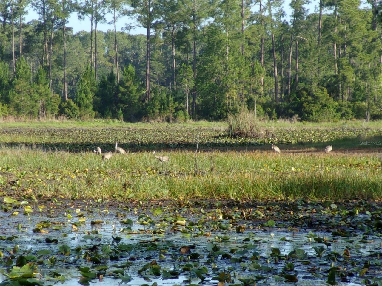 Deep Woods Road, Paisley, FL 32767 Photo