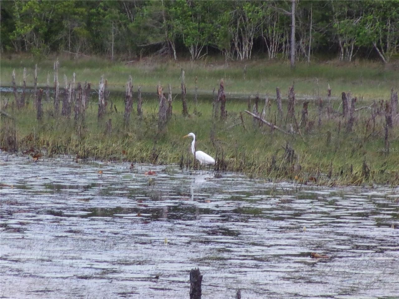 Deep Woods Road, Paisley, FL 32767 Photo