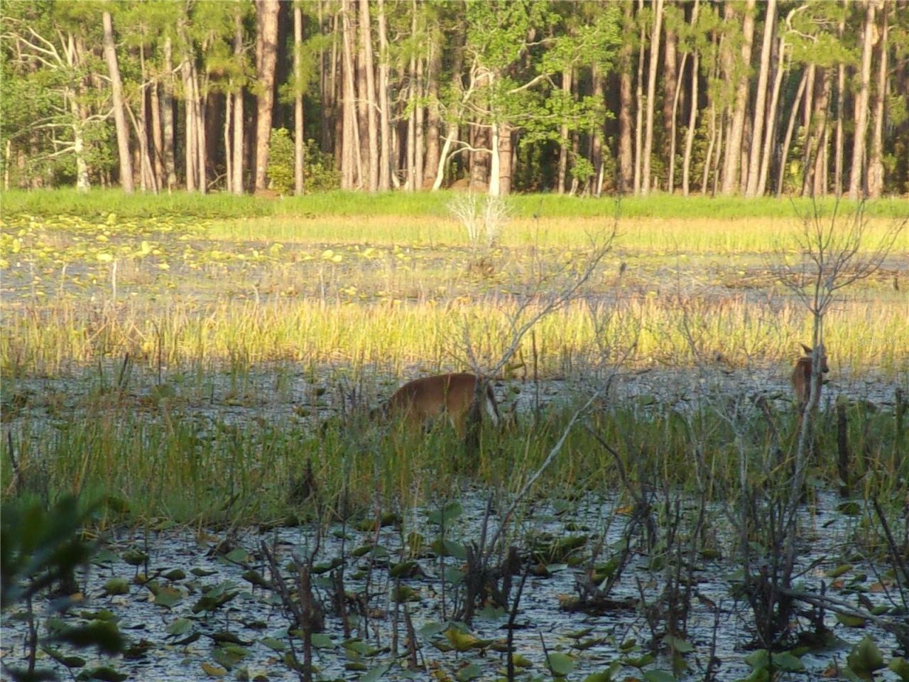 Deep Woods Road, Paisley, FL 32767 Photo