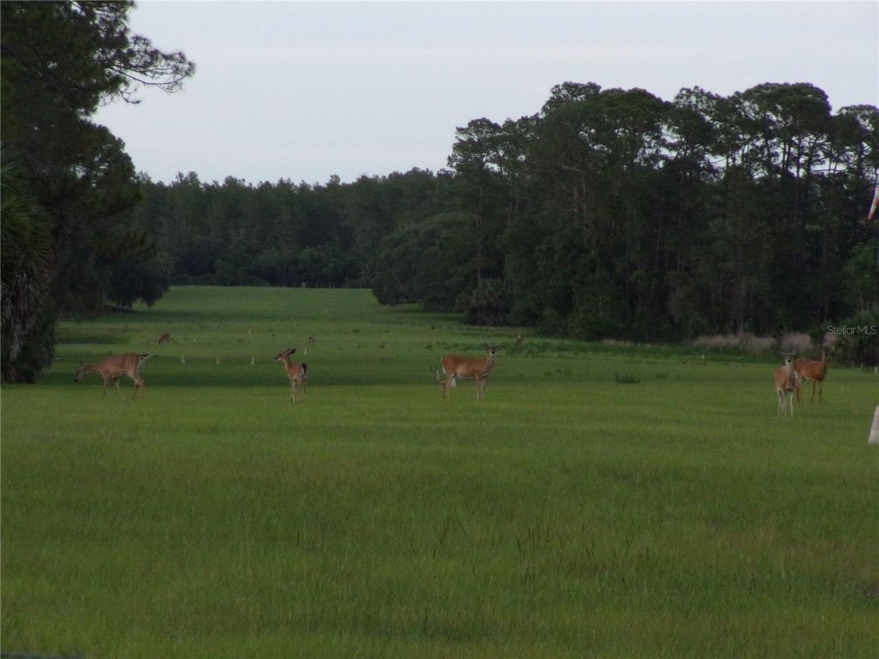 Deep Woods Road, Paisley, FL 32767 Photo