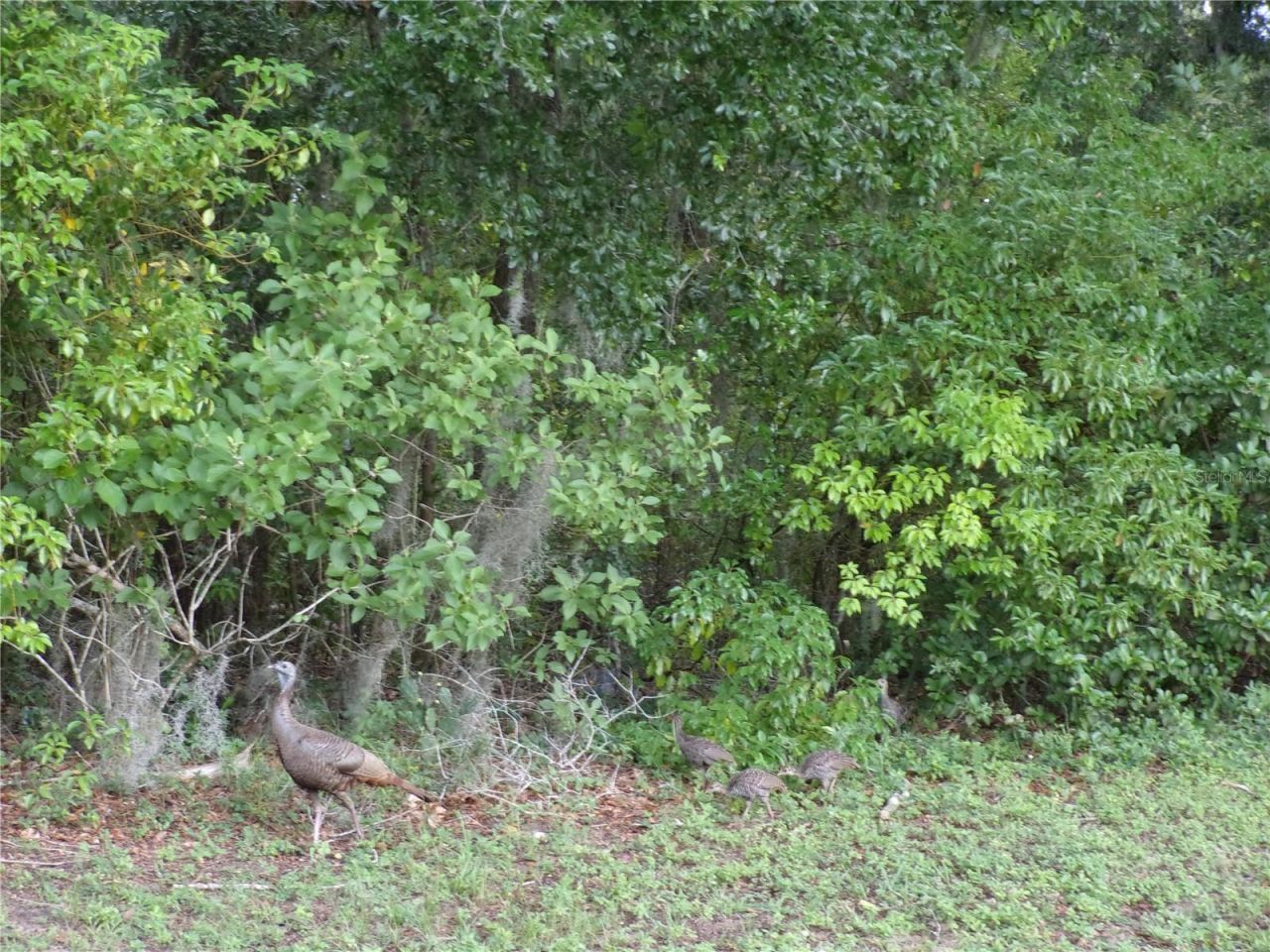 Deep Woods Road, Paisley, FL 32767 Photo