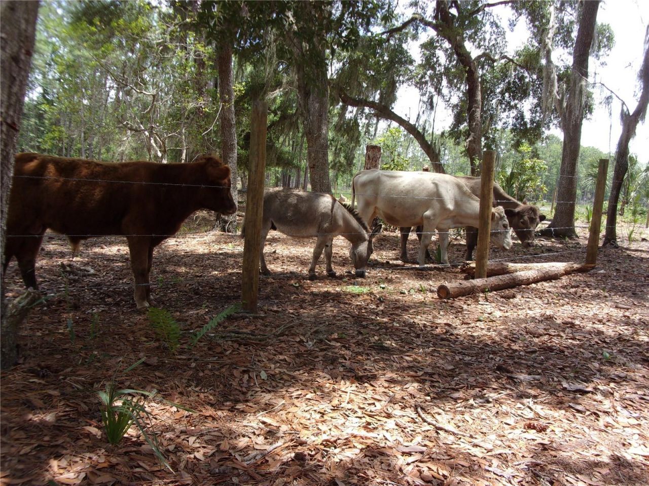 Deep Woods Road, Paisley, FL 32767 Photo