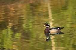 0 Sandy Pines Road photo 4