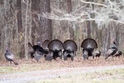 0 Sandy Pines Road photo 4