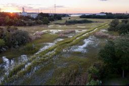 2311 Peonie Avenue photo 4