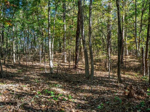 000 County Road 4105 , Daingerfield, TX 75638