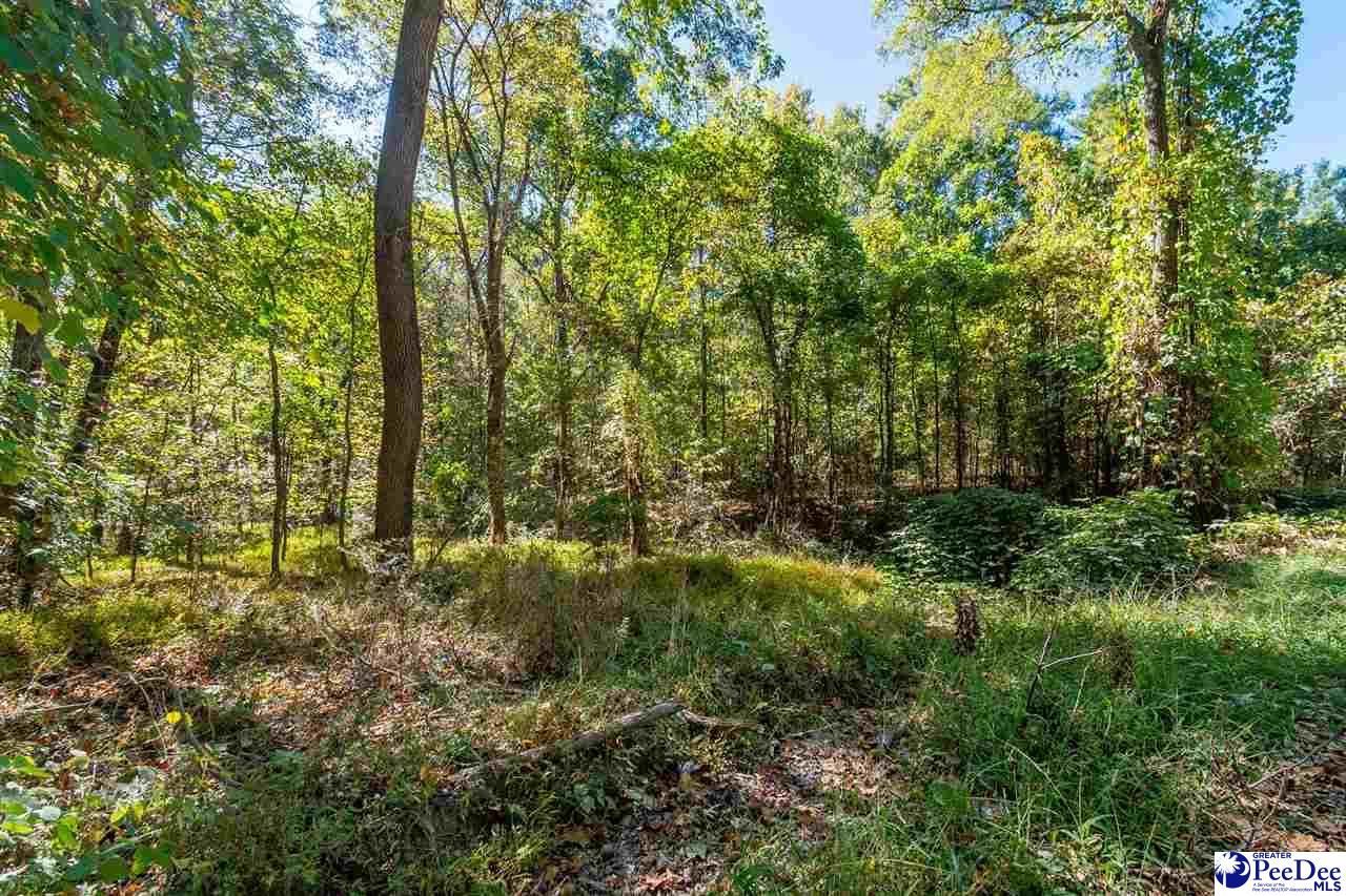 305 Woodcrest Drive Photo 11
