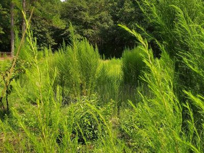 Ardis Road , Pinewood, SC 29125