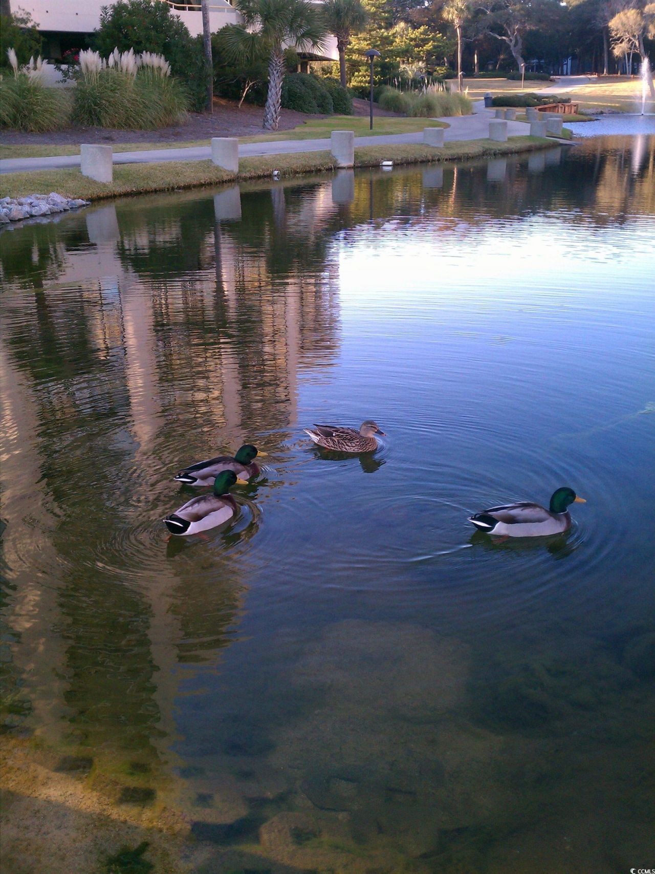 100 Ocean Creek Dr. Photo 31