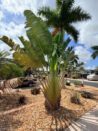 5205 Pineland Daisy Trl, Fort Myers, FL 33905 Photo