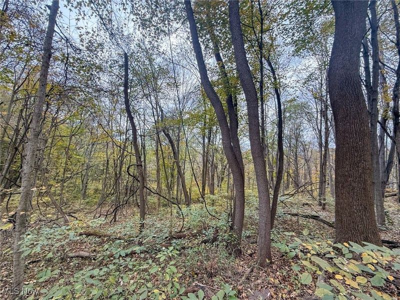 Pearl Wood Rd, Albany, OH 45710 Photo 11