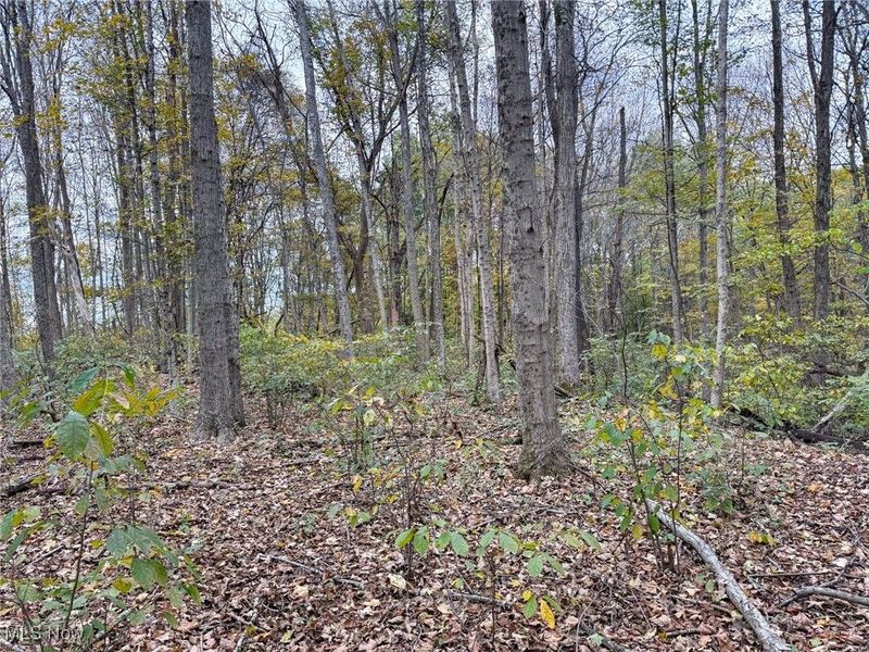 Pearl Wood Rd, Albany, OH 45710 Photo 12