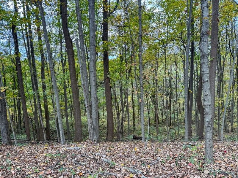 Pearl Wood Rd, Albany, OH 45710 Photo 15