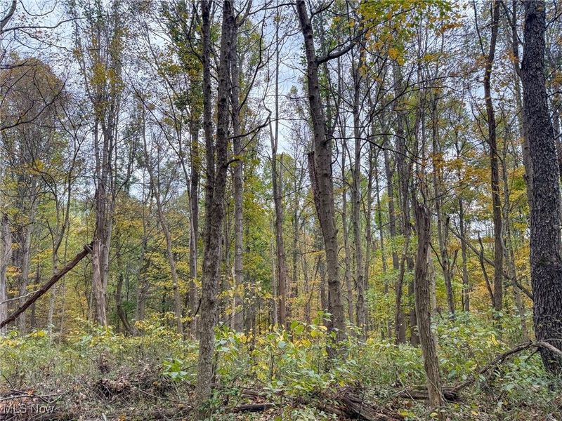 Pearl Wood Rd, Albany, OH 45710 Photo 16